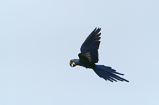 Hyacinth Macaw, in flight